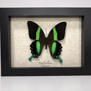 COPY - 5x7 Framed Exotic Butterfly 🦋